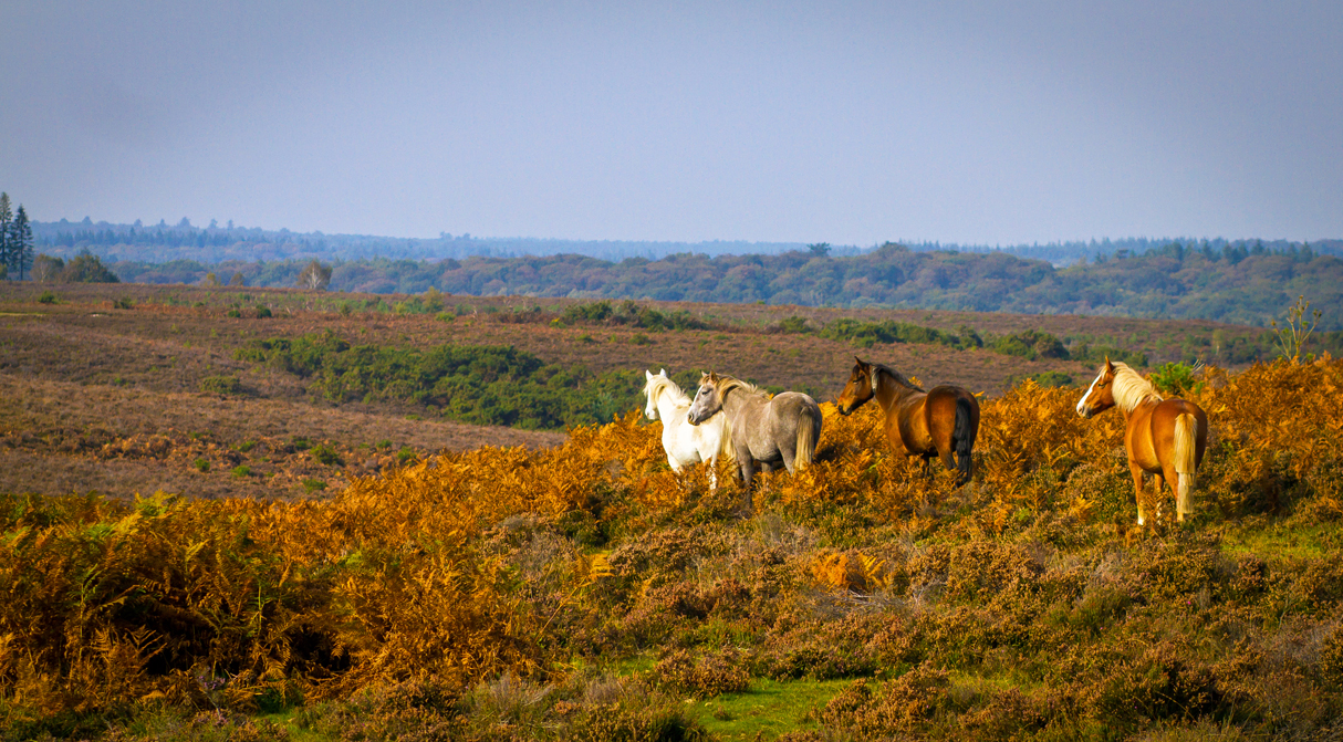 Wild Spirit