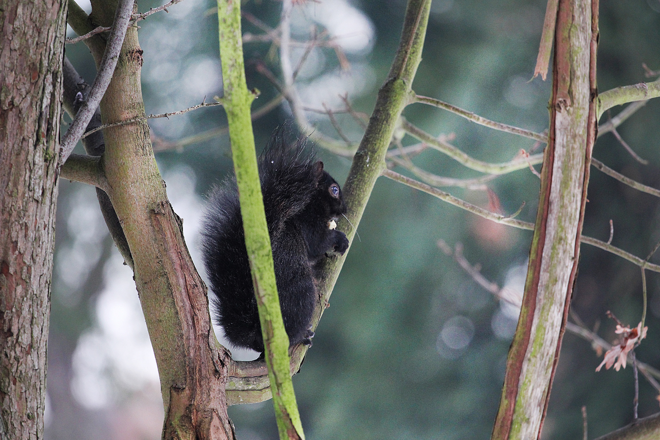 Black Squirrel